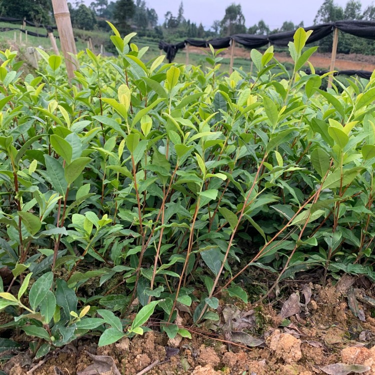 中茶108茶苗 種植基地品種齊全 梅占茶苗  基地直銷(xiāo)