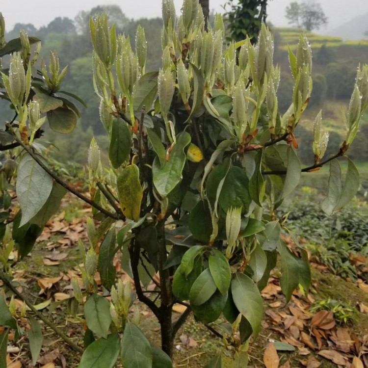 紫鵑茶苗 批發(fā)價格 五年生茶樹苗  優(yōu)質(zhì)茶樹苗批發(fā)價