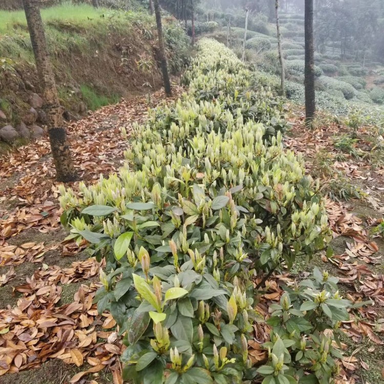 蒙山9號茶苗 批發(fā)價格優(yōu)惠 福選9號茶苗  生產(chǎn)基地