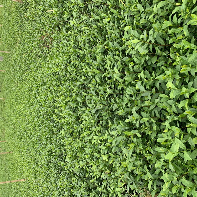 奶白茶苗 種植基地品種齊全 紫鵑茶苗  優(yōu)質(zhì)茶樹苗批發(fā)價