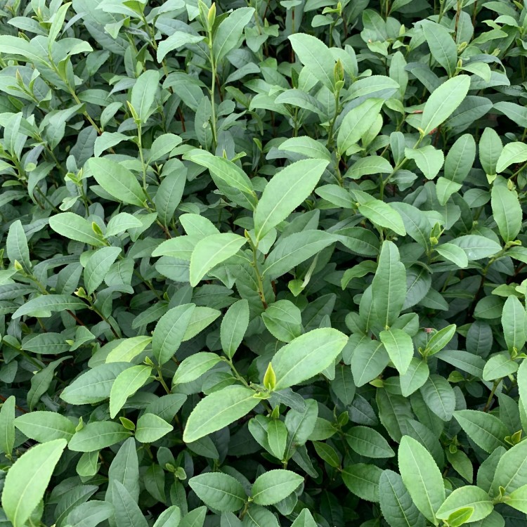 龍井43茶苗 優(yōu)質(zhì)茶葉樹(shù)苗批發(fā) 老鷹茶苗  種植基地品種齊全