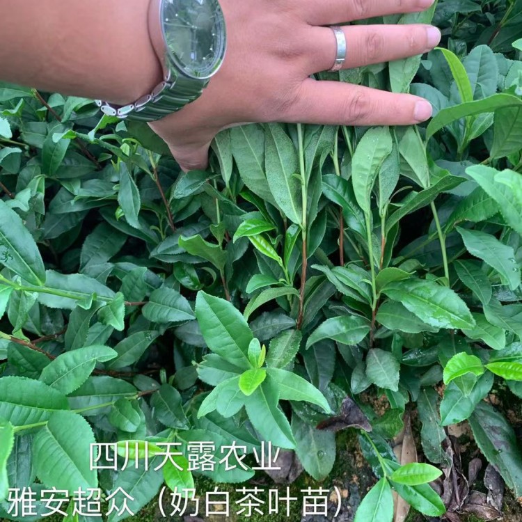 五年生茶樹(shù)苗 批發(fā)基地 蒙山9號(hào)茶苗  價(jià)格