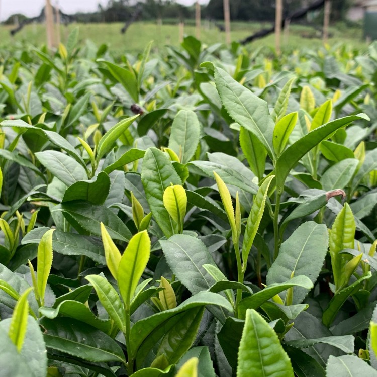 蒙山9號茶苗 批發(fā)基地 蒙山9號茶苗  批發(fā)價格