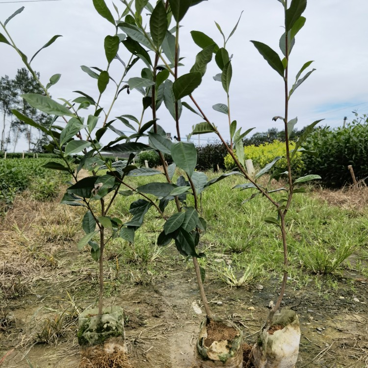 福鼎大白茶苗 批發(fā)基地 云南大葉茶樹苗  價格