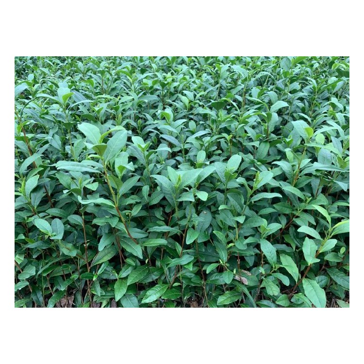 龍井43茶苗 批發(fā)價(jià)格 老鷹茶苗  生產(chǎn)基地