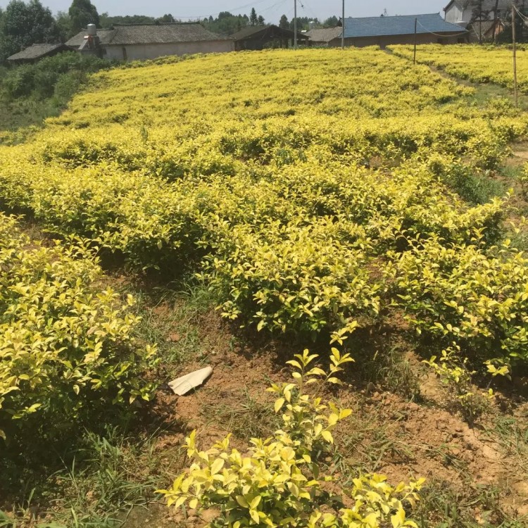 蒙山9號茶苗 批發(fā)價格優(yōu)惠 福選9號茶苗  生產(chǎn)基地