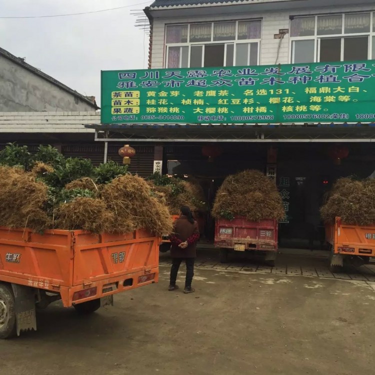 奶白茶苗 優(yōu)質(zhì)茶葉樹(shù)苗批發(fā) 中茶108茶苗  廠家價(jià)格優(yōu)惠