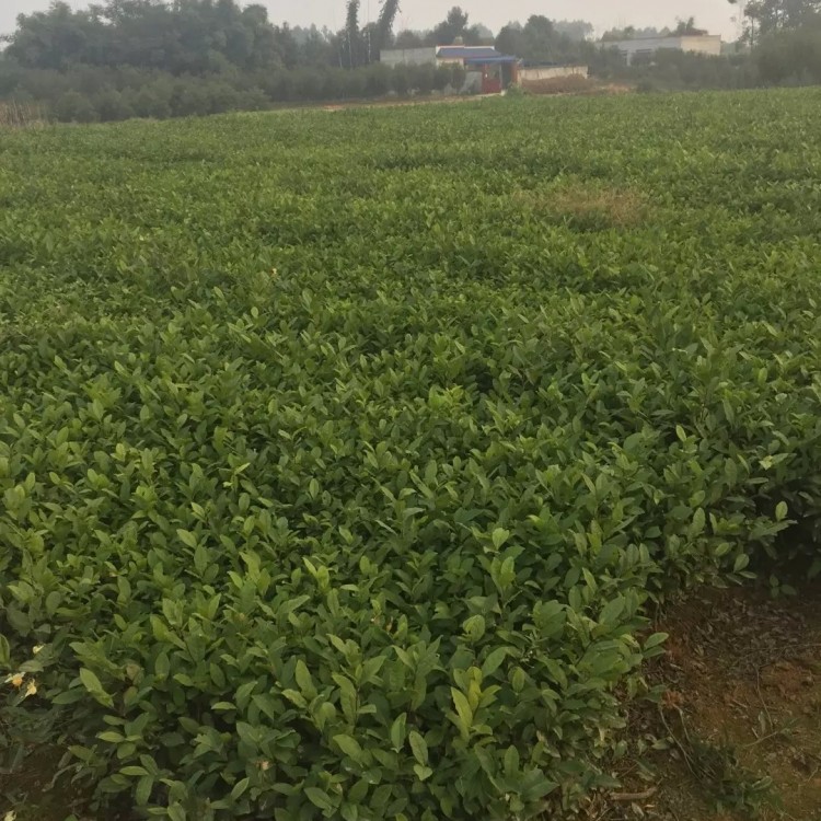 福鼎大白茶苗 基地直銷 云南大葉茶樹苗  批發(fā)基地