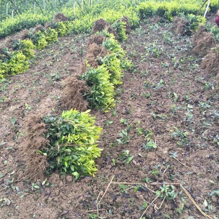 紫鵑茶苗 批發(fā)電話 無水茶苗  生產基地