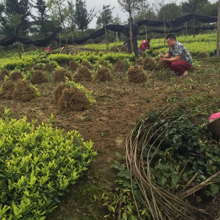 梅占茶苗 廠家價格優(yōu)惠 云南大葉茶樹苗  種植基地品種齊全