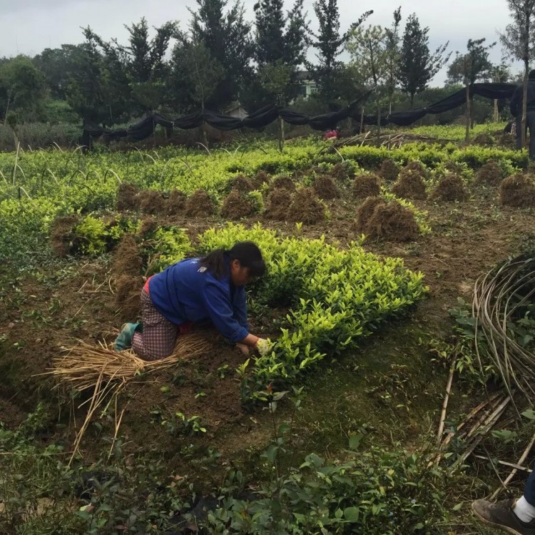 中茶108茶苗 種植基地品種齊全 梅占茶苗  基地直銷(xiāo)