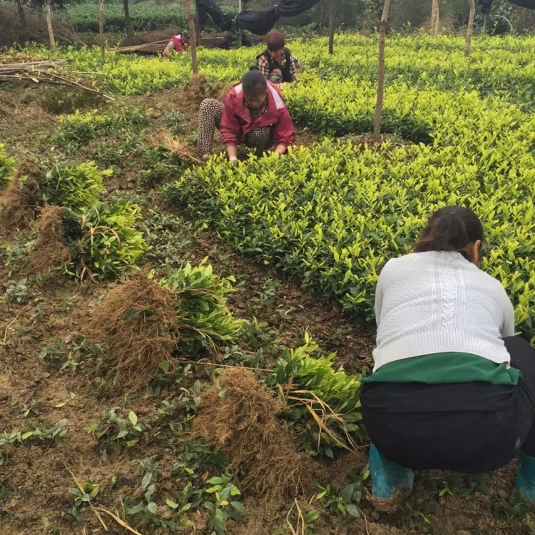 福選9號(hào)茶苗 優(yōu)質(zhì)茶葉樹(shù)苗批發(fā) 福鼎大白茶苗  優(yōu)質(zhì)茶葉樹(shù)苗批發(fā)