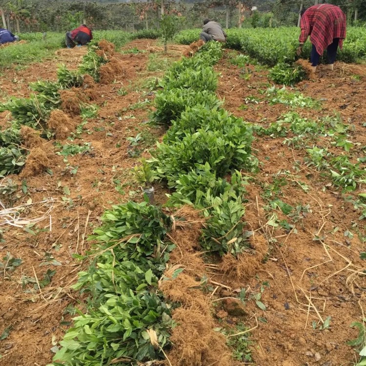 蒙山9號茶苗 批發(fā)價格 福鼎大白茶苗  批發(fā)基地