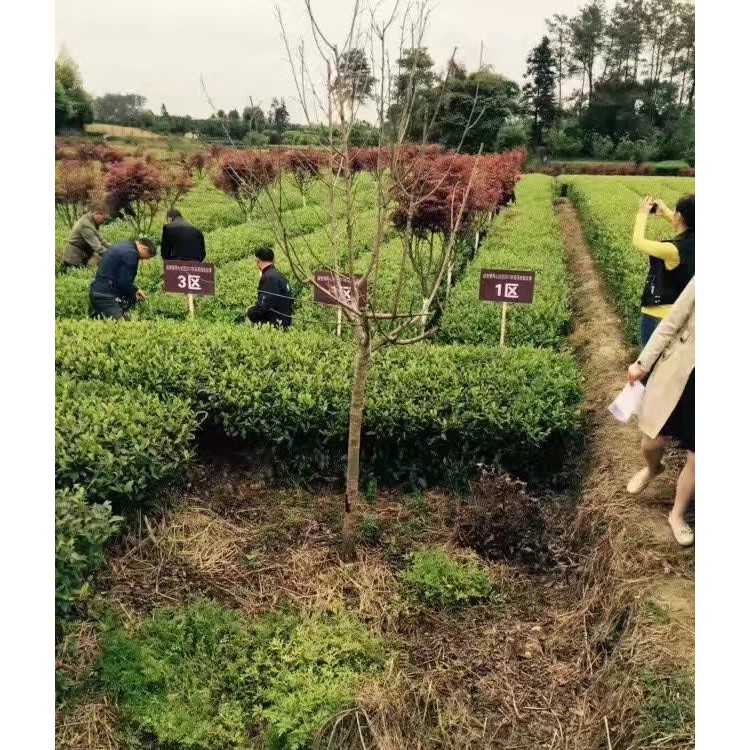 奶白茶苗 批發(fā)價格 老鷹茶苗  廠家價格優(yōu)惠