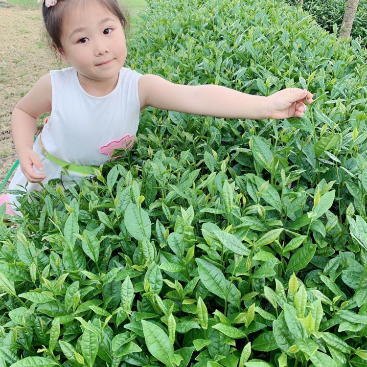 無水茶苗 批發(fā)電話 云南大葉茶樹苗  貨源地進(jìn)貨渠道