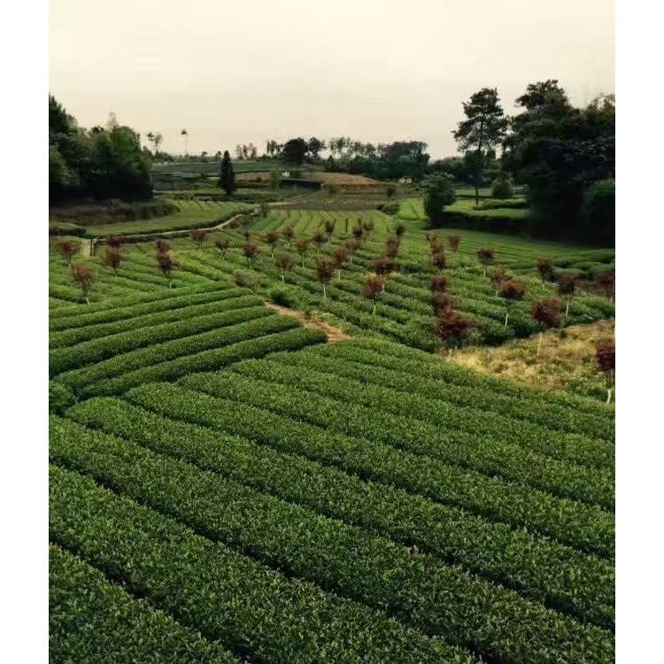 云南大葉茶樹苗 優(yōu)質茶樹苗批發(fā)價 名選131茶苗  批發(fā)基地