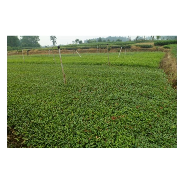 中茶108茶苗 種植基地品種齊全 梅占茶苗  基地直銷(xiāo)