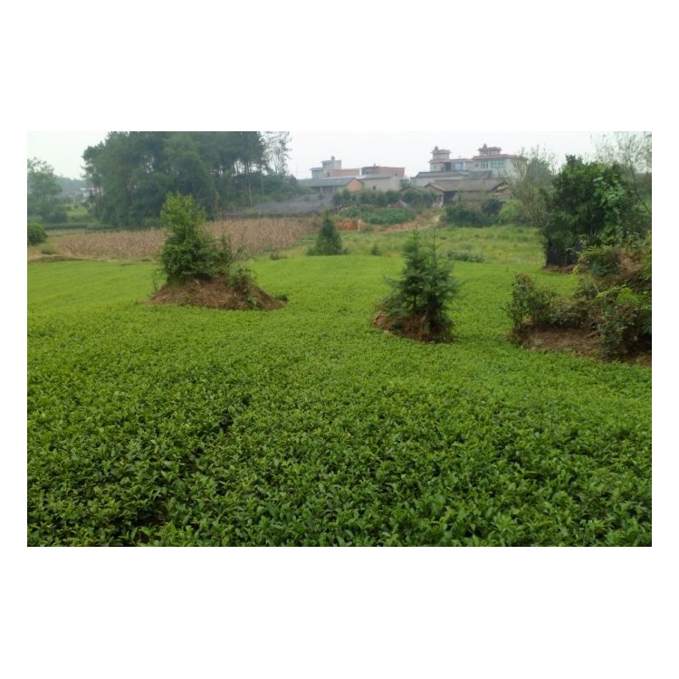 無(wú)水茶苗 生產(chǎn)基地 黃金芽茶苗  基地直銷