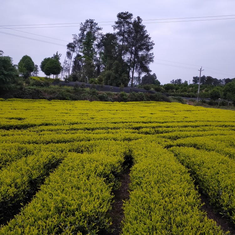 蒙山9號茶苗 廠家供應(yīng) 無水茶苗  廠家供應(yīng)