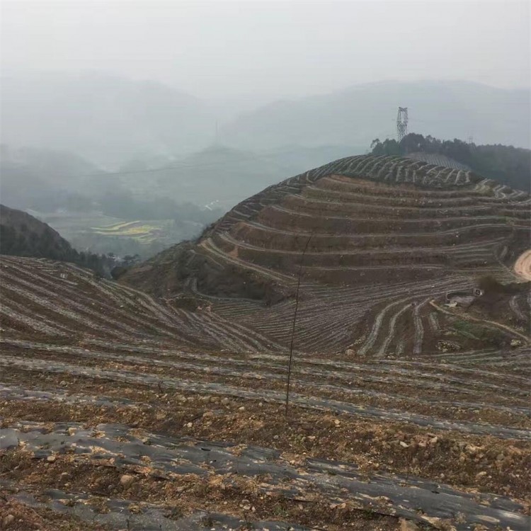 無水茶苗 批發(fā)價格 梅占茶苗  廠家直銷