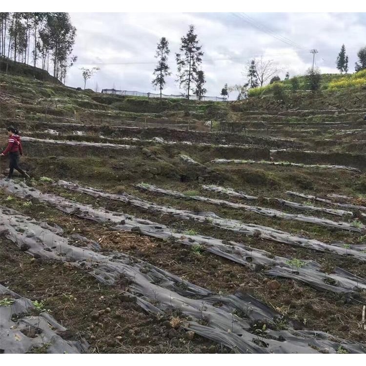 老鷹茶苗 批發(fā)價格 云南大葉茶樹苗  批發(fā)價格