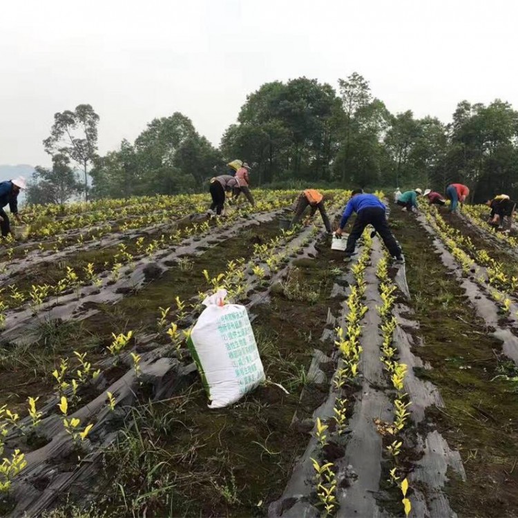 老鷹茶苗 批發(fā)價格 云南大葉茶樹苗  批發(fā)價格