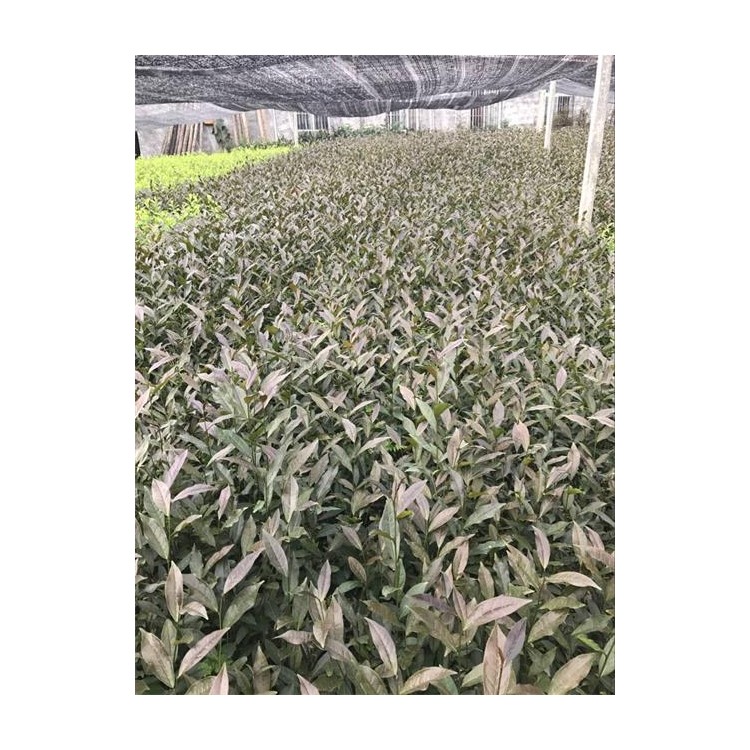 龍井43茶苗 優(yōu)質(zhì)茶葉樹(shù)苗批發(fā) 老鷹茶苗  種植基地品種齊全