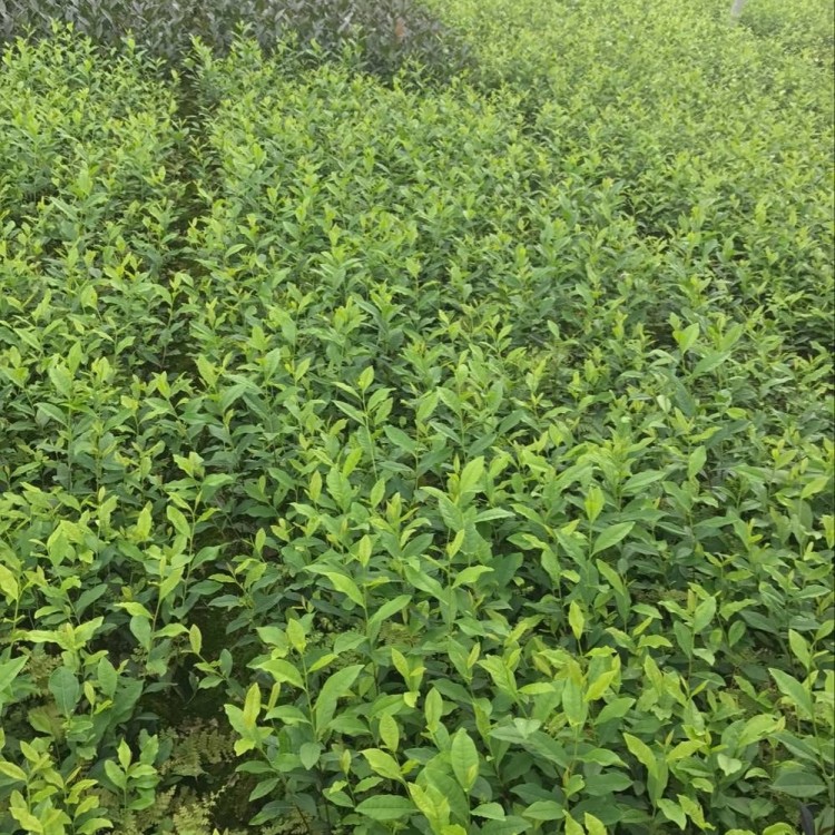 奶白茶苗 基地直銷 中茶108茶苗  批發(fā)價格優(yōu)惠