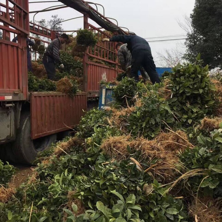 云南大葉茶樹(shù)苗 優(yōu)質(zhì)茶葉樹(shù)苗批發(fā) 梅占茶苗  價(jià)格