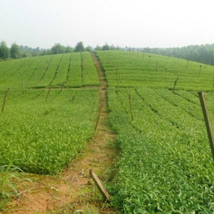 中茶108茶苗 批發(fā)基地 老鷹茶苗  優(yōu)質(zhì)茶樹苗批發(fā)價