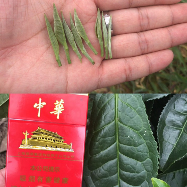 老鷹茶苗 廠家供應(yīng) 黃金芽茶苗  優(yōu)質(zhì)茶葉樹苗批發(fā)