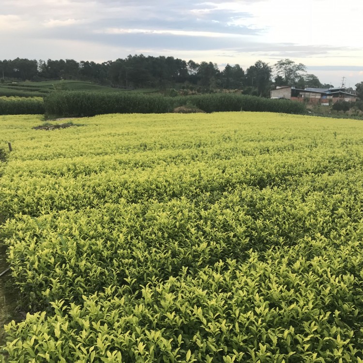 梅占茶苗 廠家價格優(yōu)惠 云南大葉茶樹苗  種植基地品種齊全