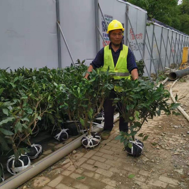 梅占茶苗 優(yōu)質(zhì)茶樹苗批發(fā)價 無水茶苗  廠家直銷