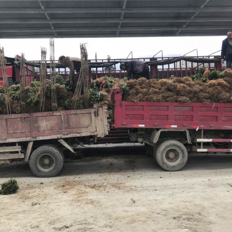 無(wú)水茶苗 生產(chǎn)基地 黃金芽茶苗  基地直銷