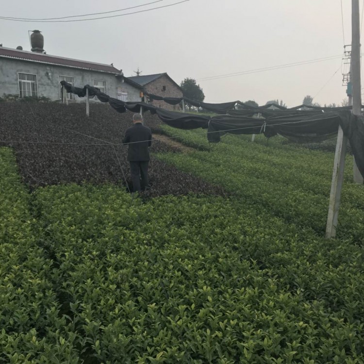 奶白茶苗 廠家直銷 梅占茶苗  批發(fā)價格優(yōu)惠