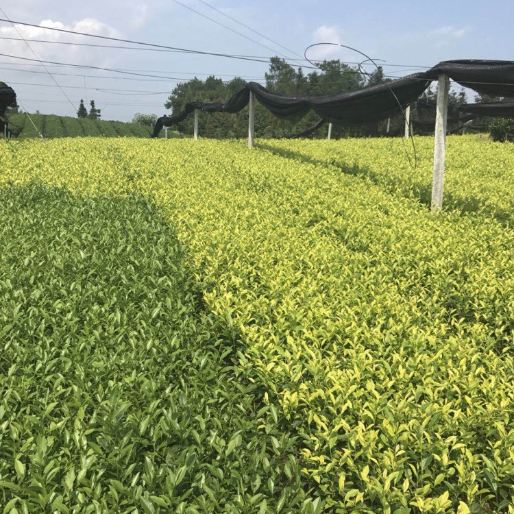 云南大葉茶樹苗 優(yōu)質茶樹苗批發(fā)價 名選131茶苗  批發(fā)基地