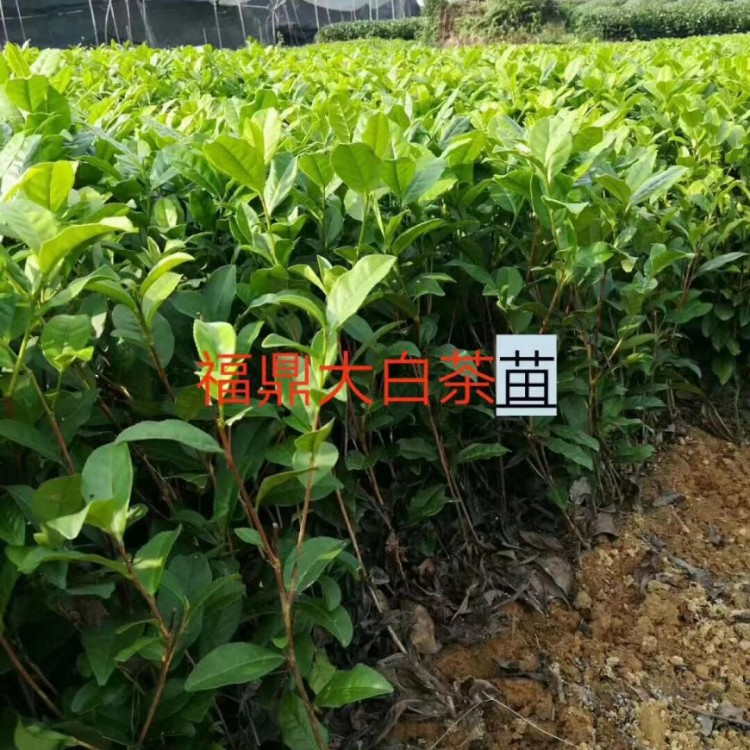 云南大葉茶樹苗 貨源地進(jìn)貨渠道 紫鵑茶苗  廠家直銷