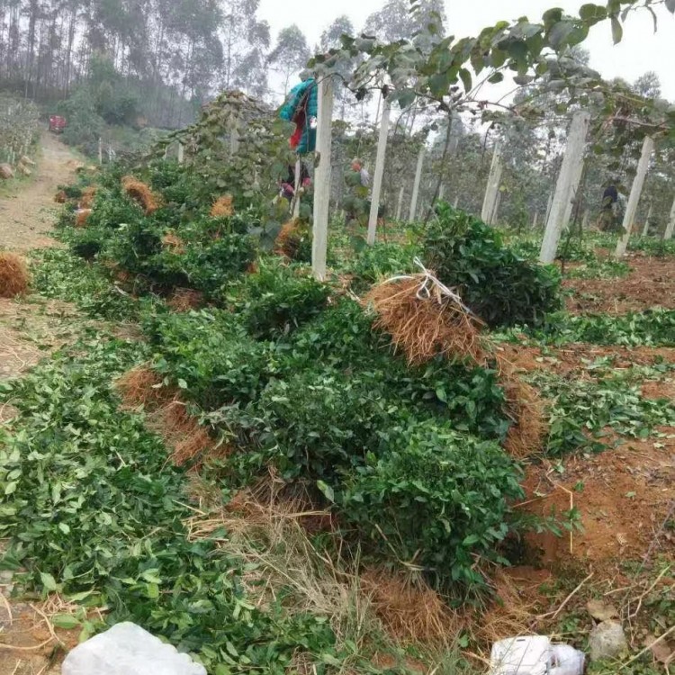 梅占茶苗 生產(chǎn)基地 名選131茶苗  廠家直銷