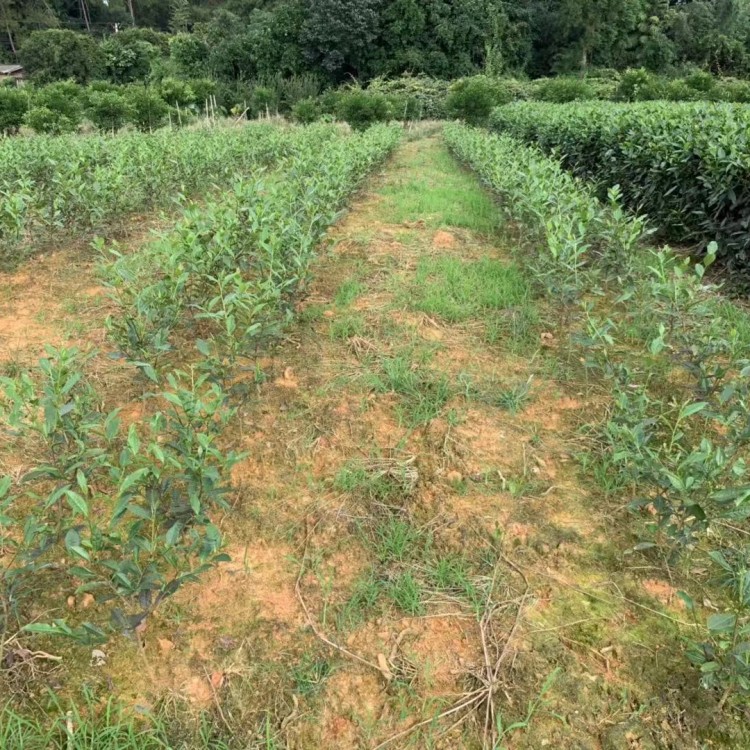 云南大葉茶樹苗 廠家直銷 龍井43茶苗  批發(fā)電話