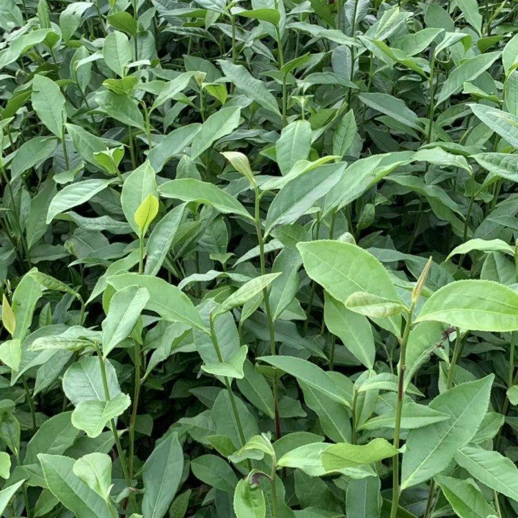 蒙山9號茶苗 廠家供應(yīng) 無水茶苗  廠家供應(yīng)