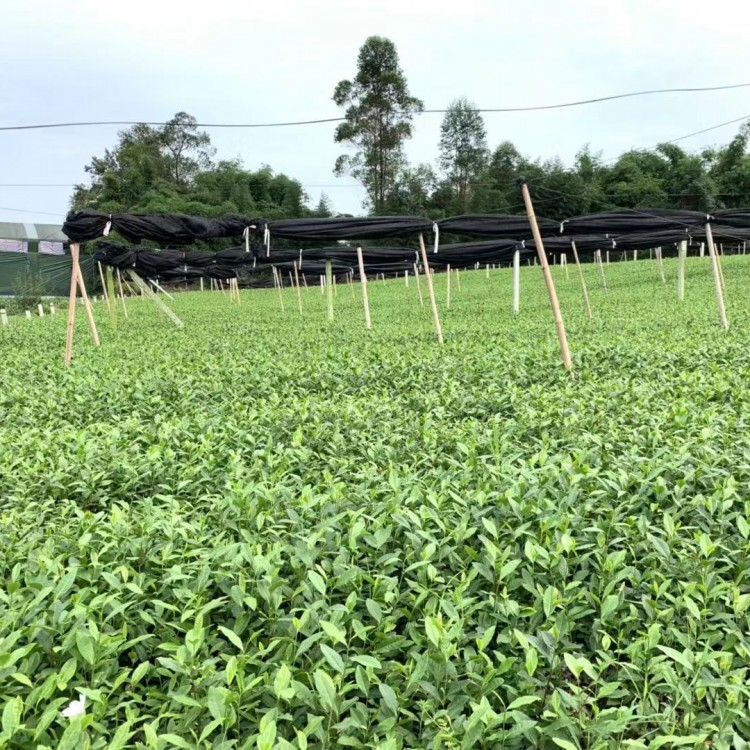 無水茶苗 批發(fā)價格 云南大葉茶樹苗  貨源地進貨渠道