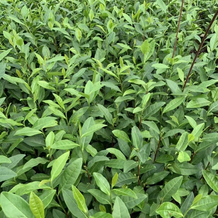 龍井43茶苗 優(yōu)質(zhì)茶葉樹(shù)苗批發(fā) 老鷹茶苗  種植基地品種齊全