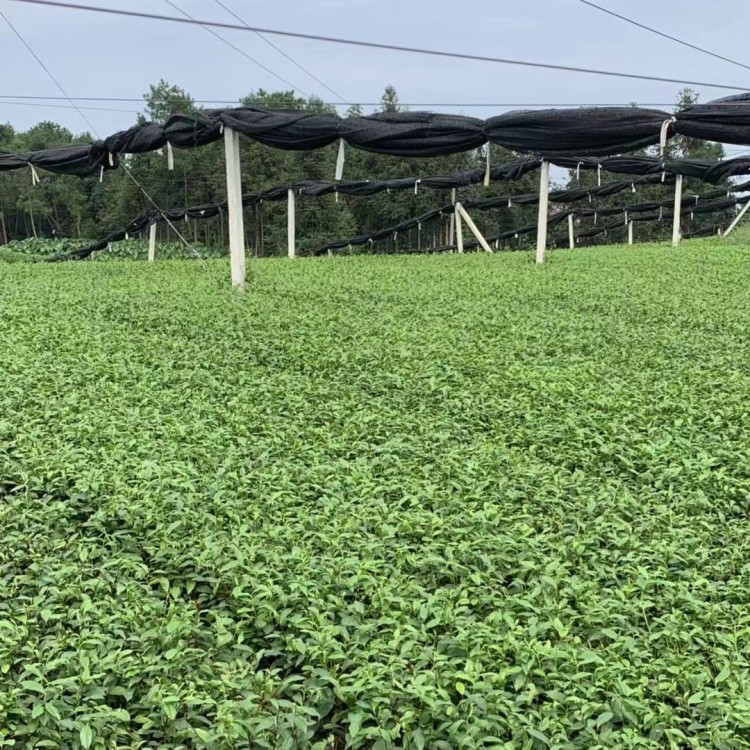 奶白茶苗 生產(chǎn)基地 奶白茶苗  廠家直銷