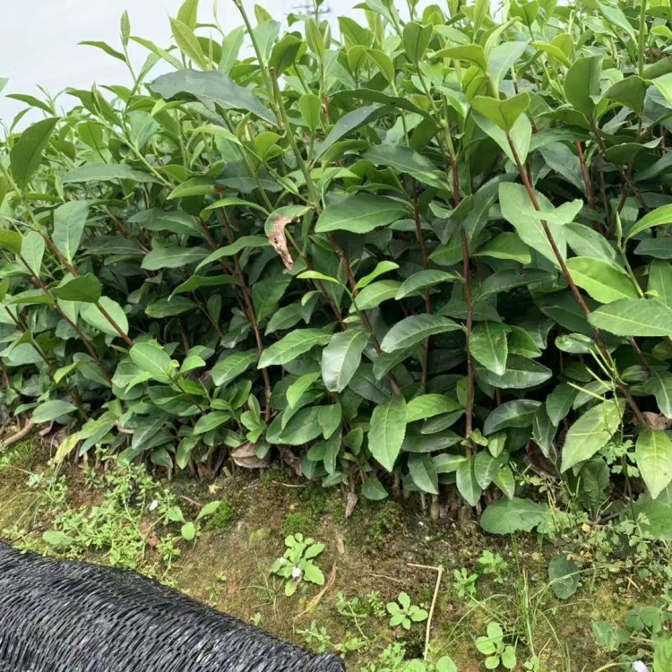 超眾苗木 優(yōu)質(zhì)老鷹茶苗  帶葉帶芽別墅庭院綠植