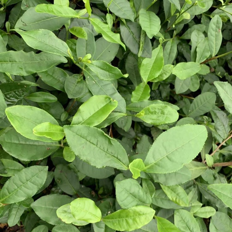 老鷹茶苗 廠家直銷 老鷹茶苗  優(yōu)質(zhì)茶樹苗批發(fā)價(jià)