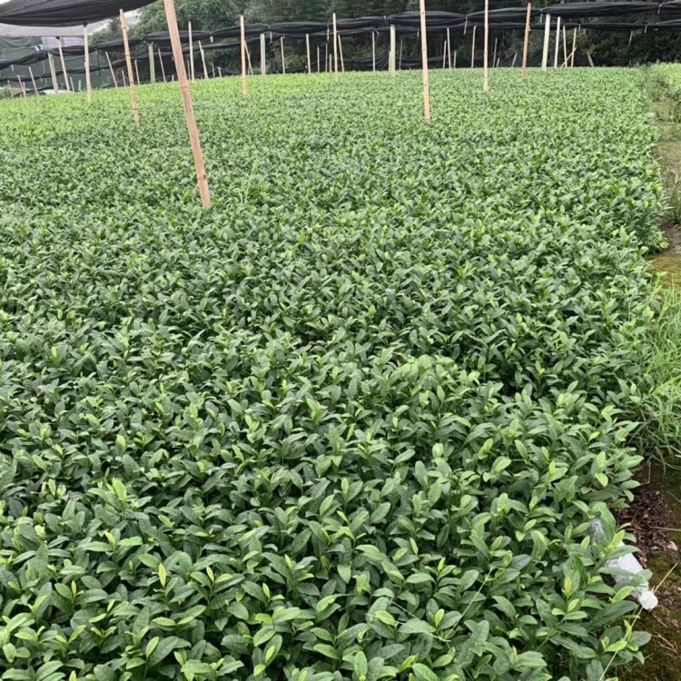 中茶108茶苗 生產基地 黃金芽茶苗  批發(fā)價格優(yōu)惠