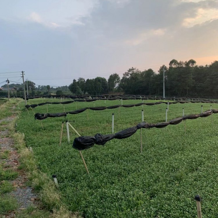 福選9號茶苗 種植基地品種齊全 奶白茶苗  批發(fā)基地