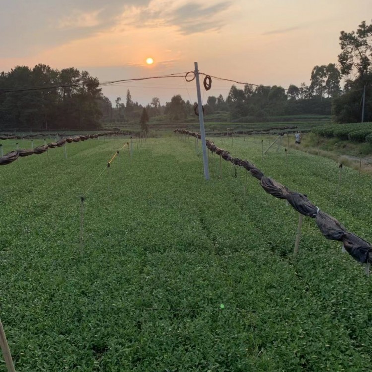 老鷹茶苗 批發(fā)基地 無水茶苗  批發(fā)價格