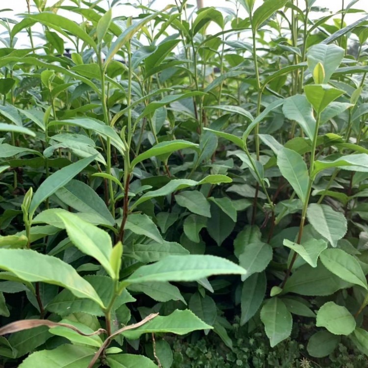 中茶108茶苗 種植基地品種齊全 梅占茶苗  基地直銷(xiāo)