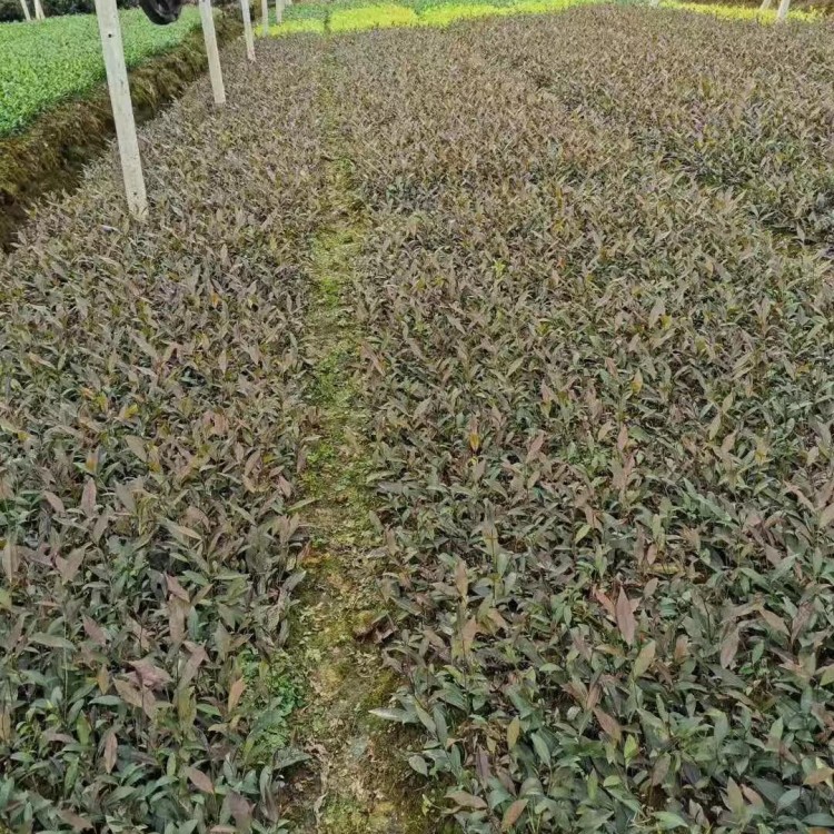 無水茶苗 廠家供應(yīng) 梅占茶苗  優(yōu)質(zhì)茶樹苗批發(fā)價(jià)